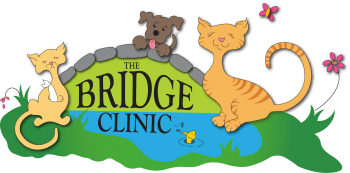 The Bridge Clinic